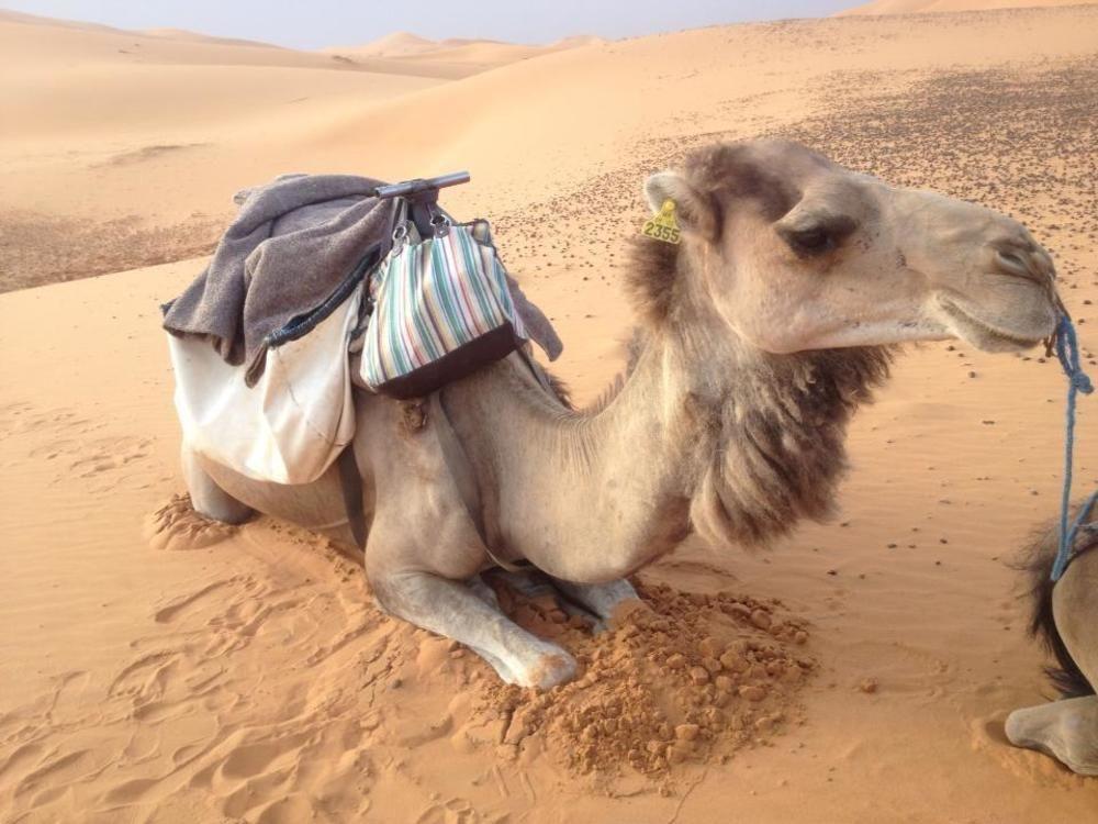 Merzouga Camp And Hostel Exterior photo